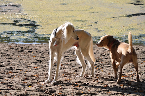 2015-10-11 15.48.31 Kopie
