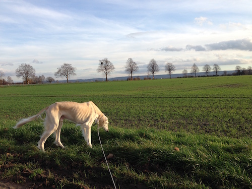 2015-12-26 14.47.33 Kopie