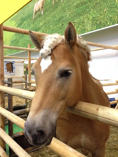 2016-01-19 16.05.38 Kopie