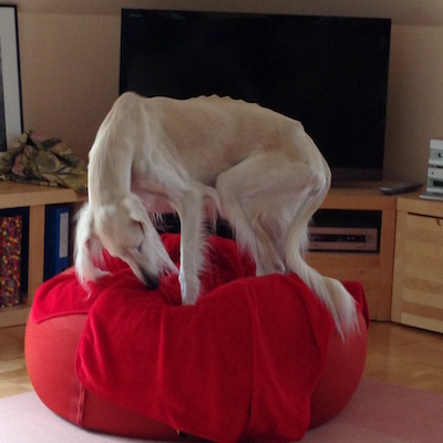 2016-01-29 12.21.32 Kopie