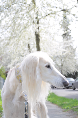 2016-04-23 16.29.56 Kopie